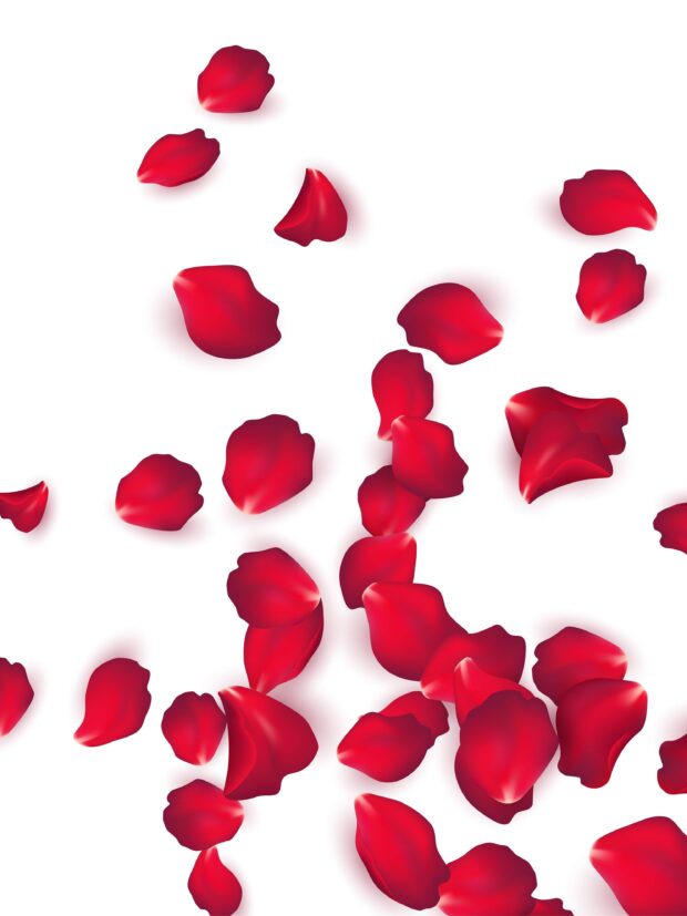 Falling red rose petals isolated on white background Vector illustration EPS